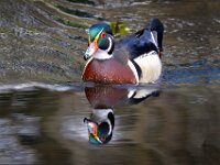 Wood Duck Reflection