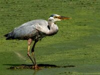 Herron 4