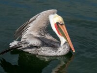 Posing Pelican