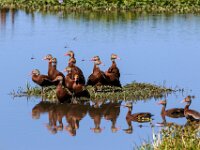 Whole Lota Ducks