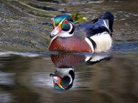 Wood Duck Reflection