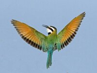 Bee Eater