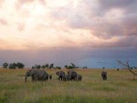 Elephants Sunset 01