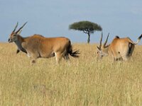 Gazelle 01