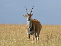 Gazelle 02