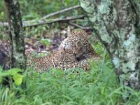 Leopard 01