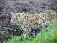 Leopard 02