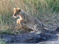 Leopard Cub Jumping