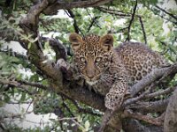 Leopard Cub