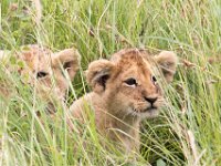 Leopard Cubs