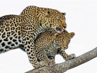 Leopard with Cub