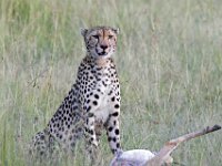 Leopard with Kill