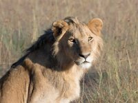 Lion 01