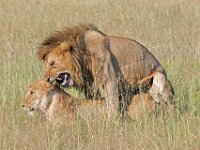 Lions 01