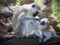 Monkeys