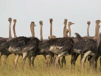 Ostridges