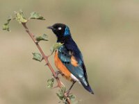 Starling