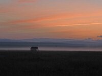 Sunrise with Elephant
