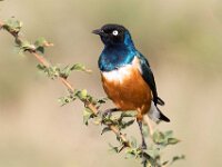Superb Starling