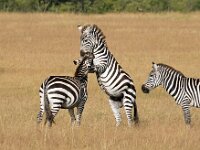 Zebras