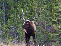 Bull Elk