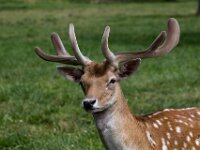 Deer 01