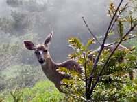 Deer 03