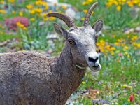 Glacier Sheep