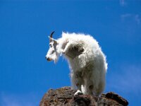 Goat 01
