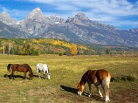 Horses at Tetons
