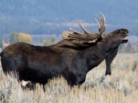 Moose Bull
