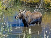 Moose Cow