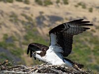 Osprey 01