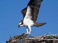 Osprey 02
