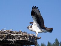 Osprey 03