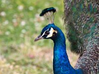 Peacock 02