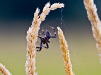 Spider Web