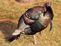 Turkey
