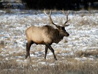 Bull Elk