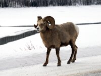 Mountain Sheep 1