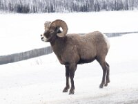 Mountain Sheep 2