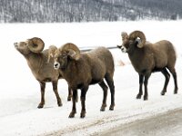 Mountain Sheeps