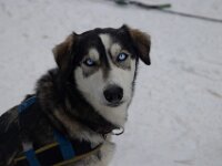 Sled Dog