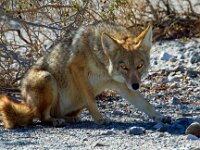 Coyote 01