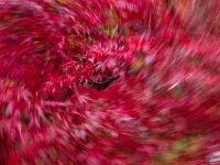 Abstract 09