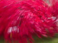 Abstract 13