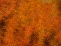 Abstract 15