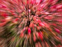 Abstract 21