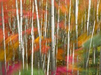 Abstract Birch 01
