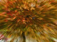 Abstract Maple 01